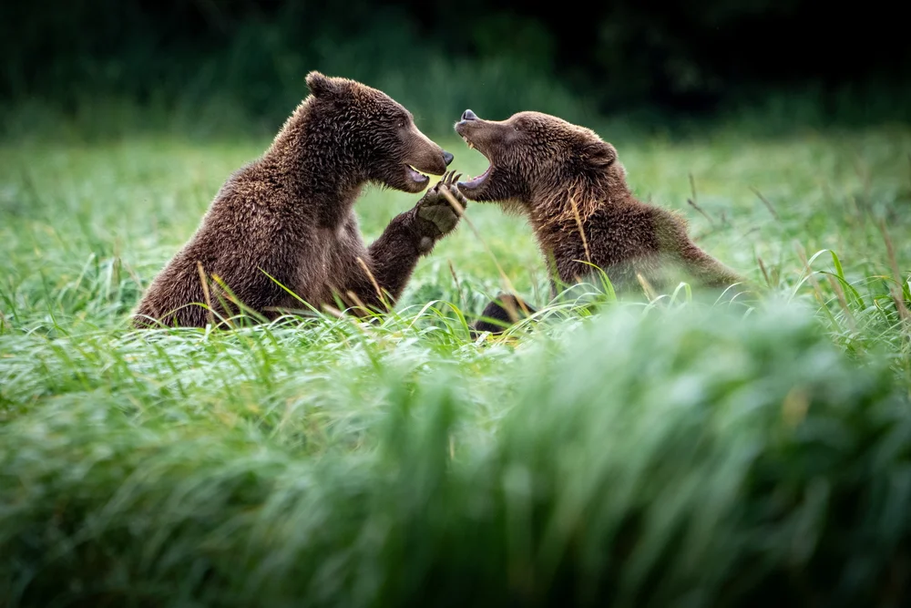 Alaska brown bears play fighting