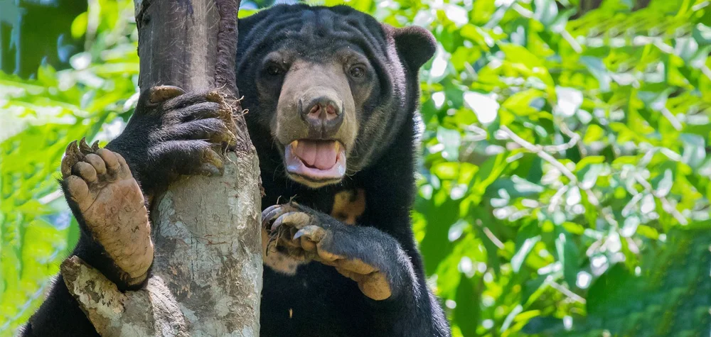 Sun bear in Borneo rainforest