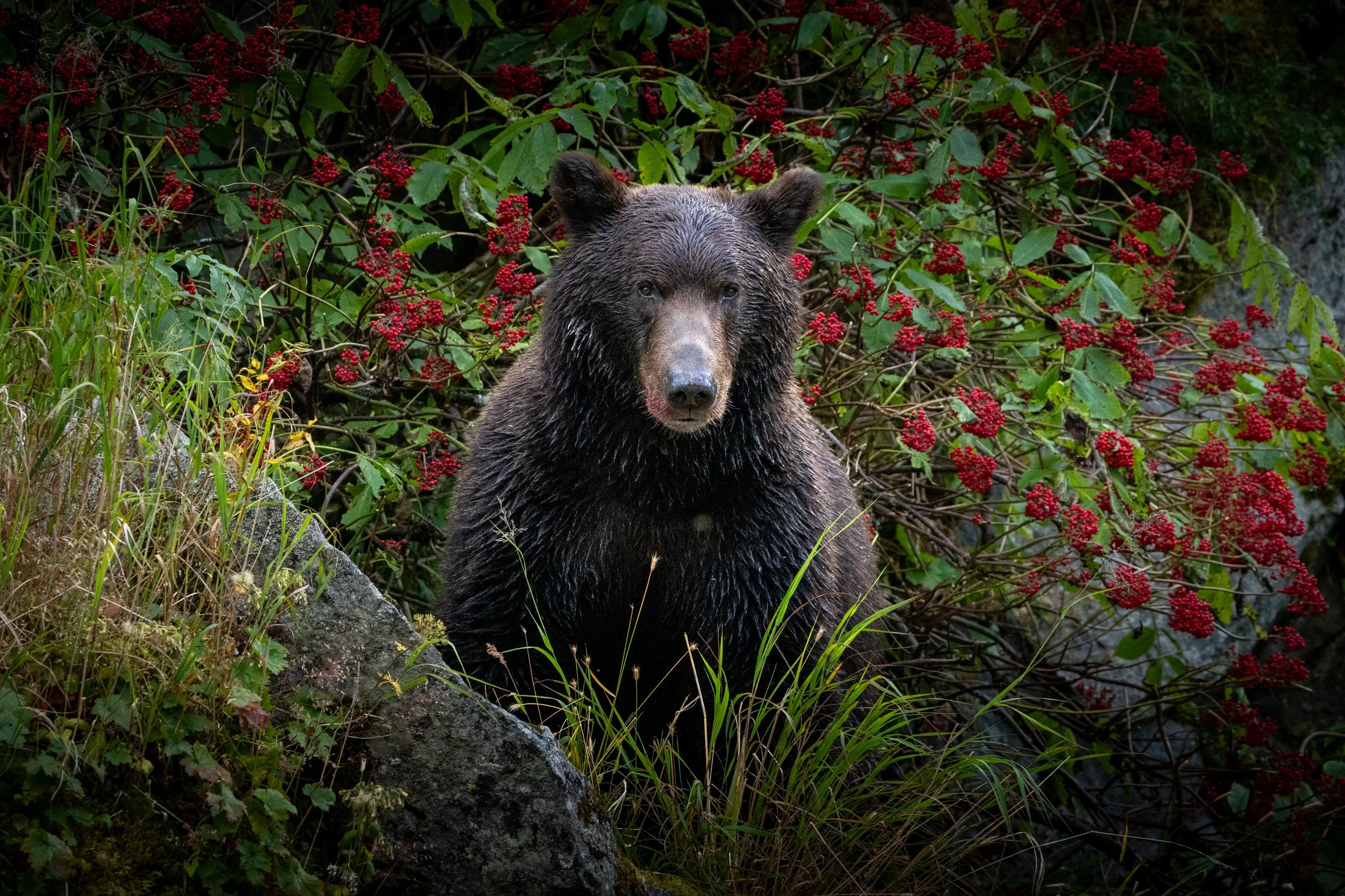 Kodiak Bear surrounded by Elderberry
