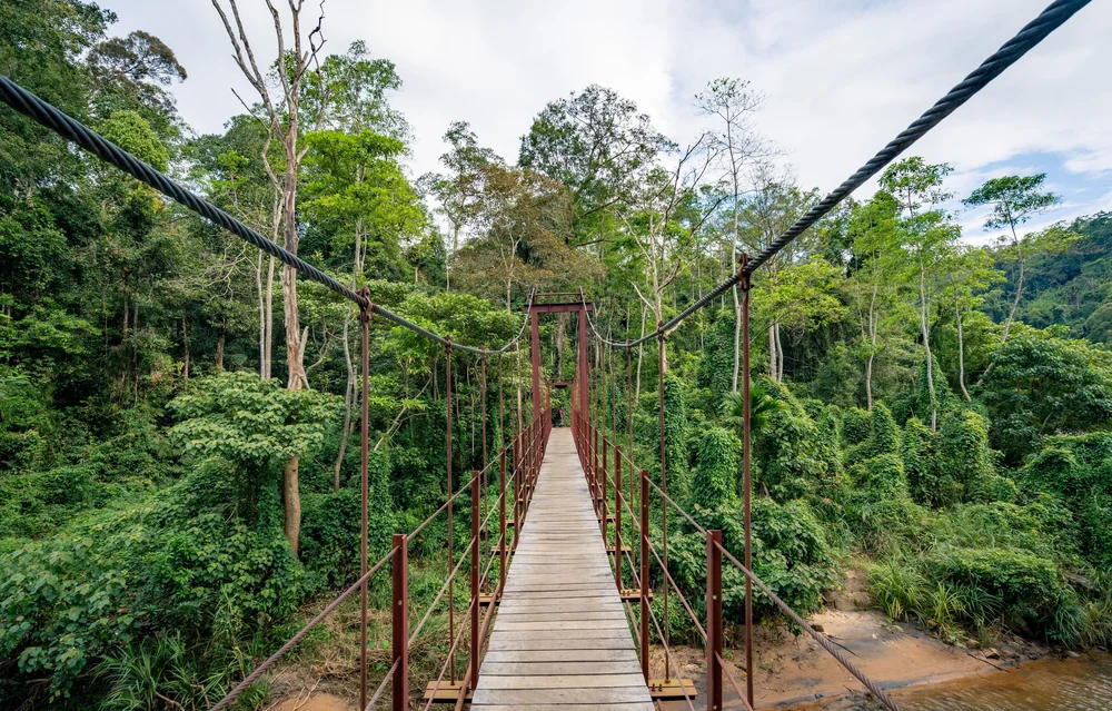 Bridge crossing a rainforest river in Danum Valley