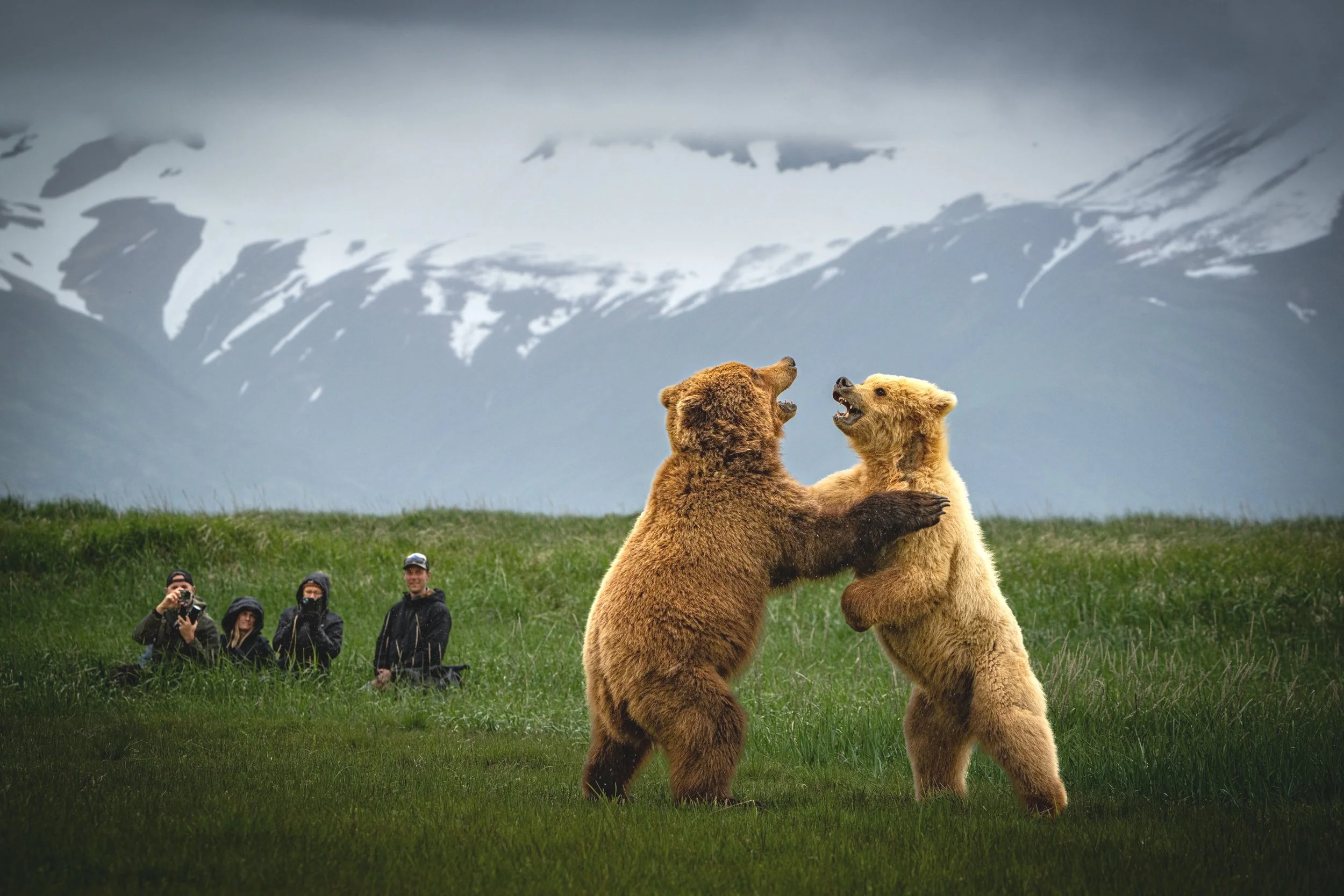 Brown bears play fighting in front of group of bear viewers