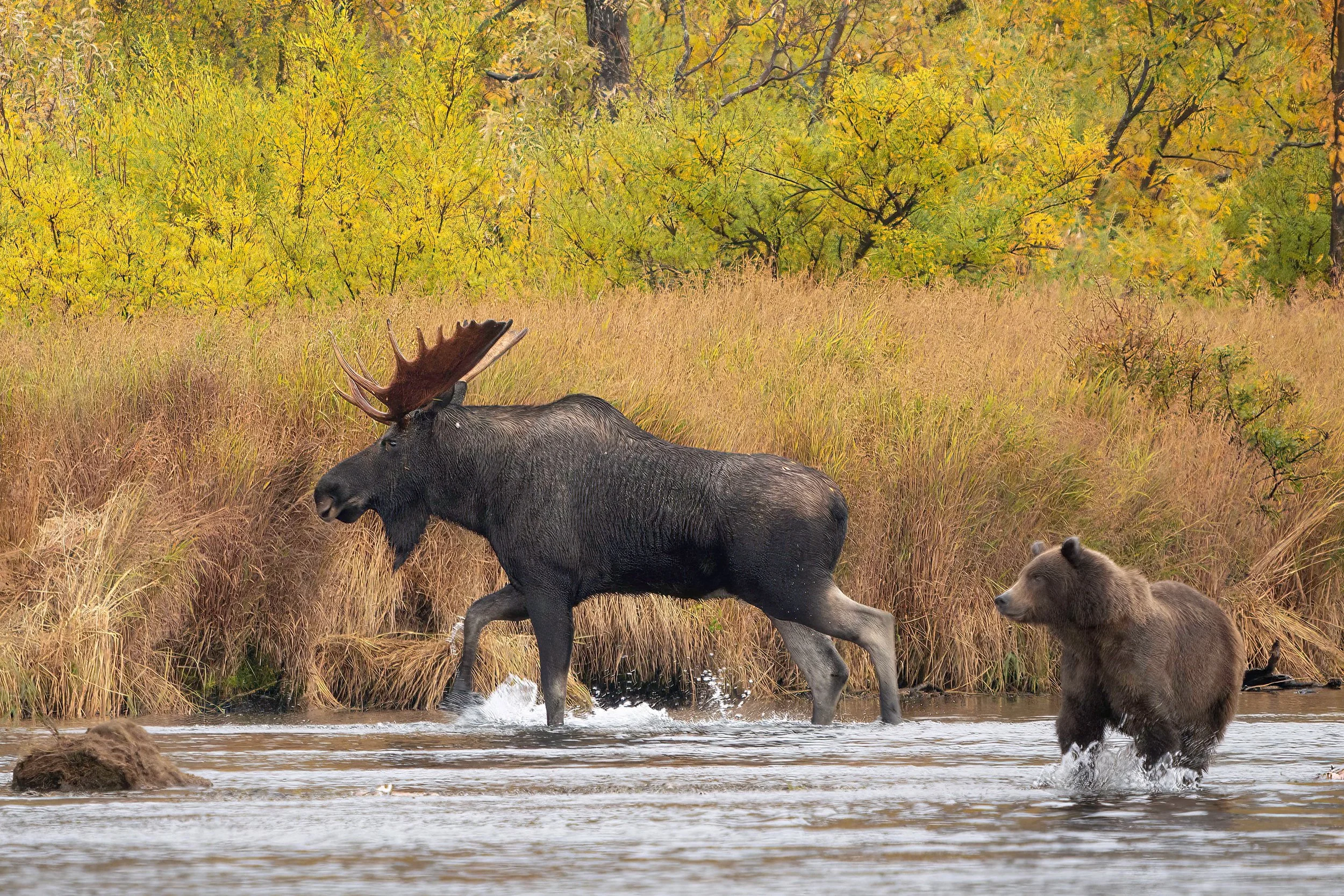 Brown bear and bull moose during Alaska autumn