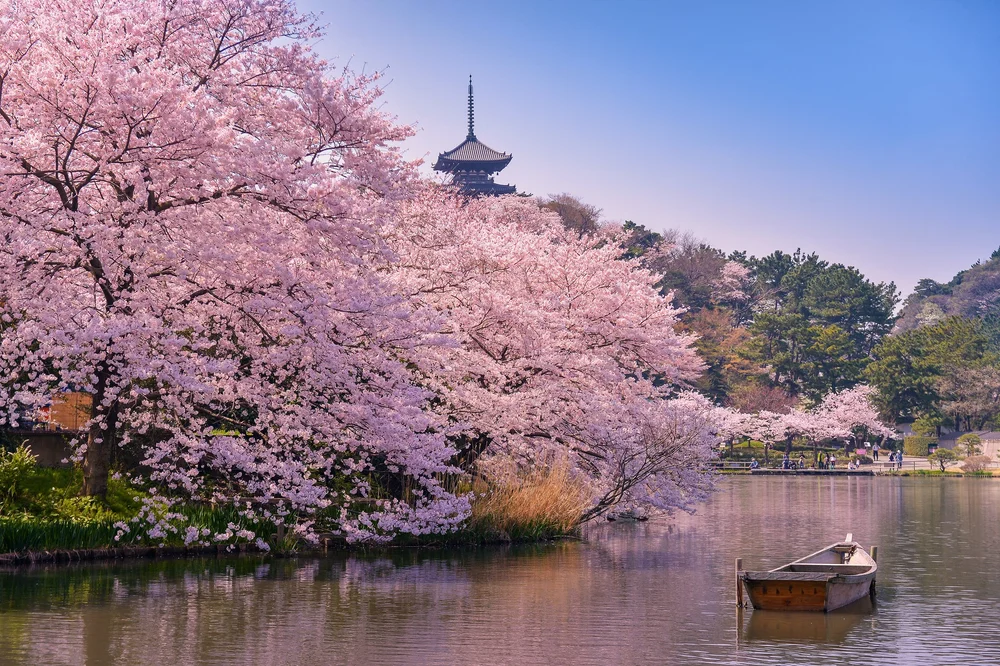 Cherry blossoms in Asakusa, Tokyo