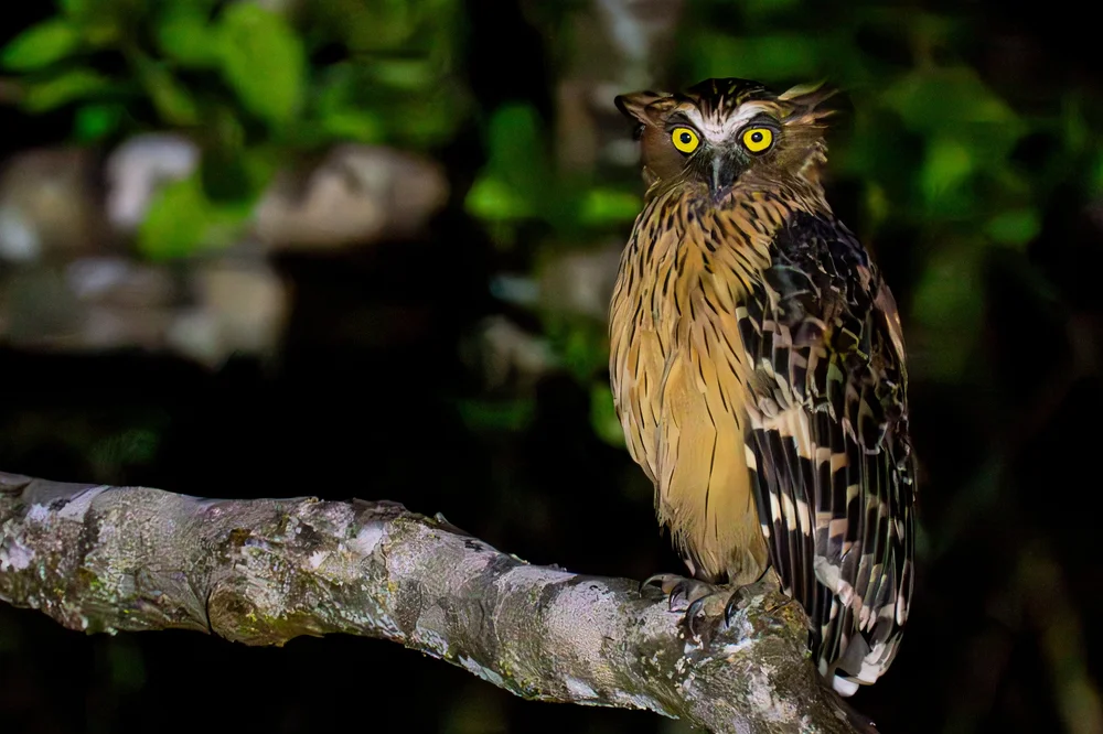 Yellow-eyed owl perched on a moss-covered branch