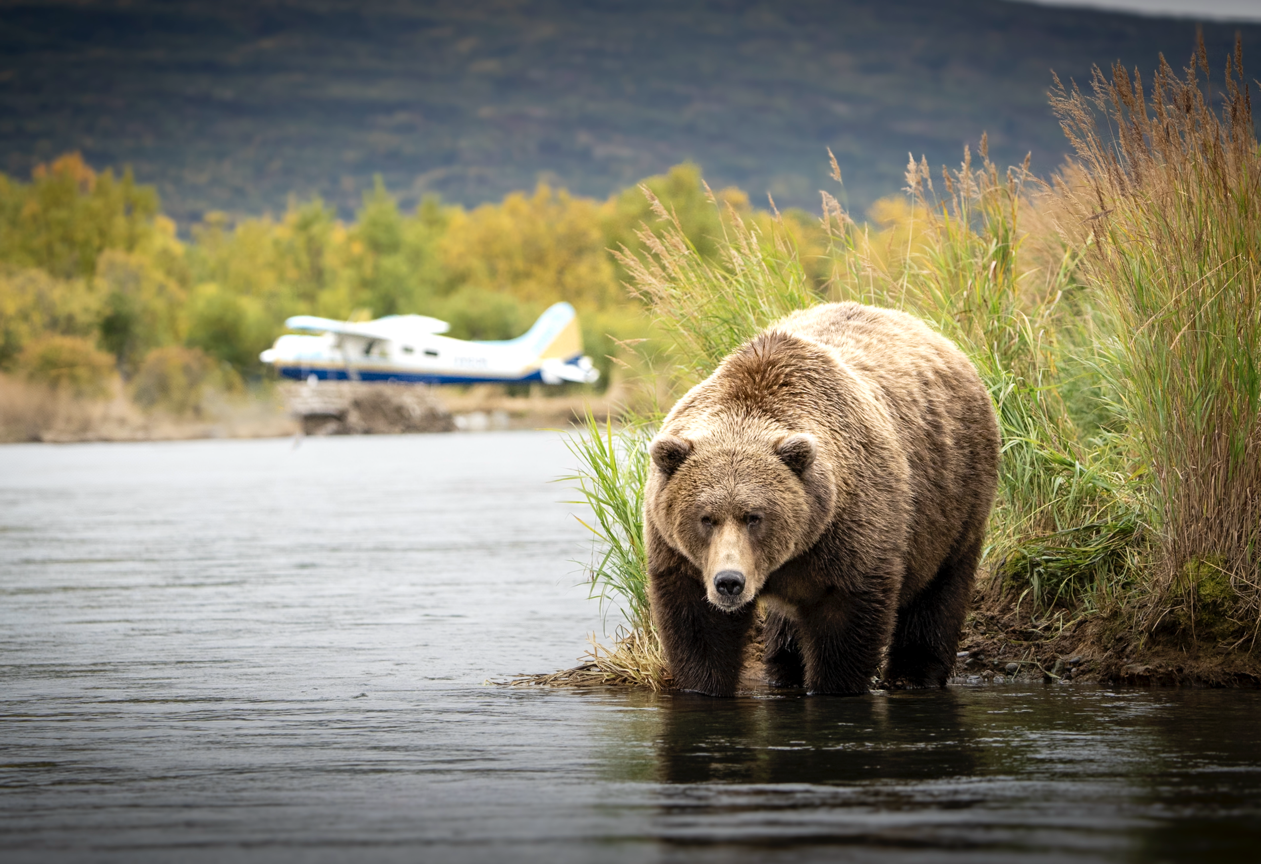 Alaska floatplane entering bear country