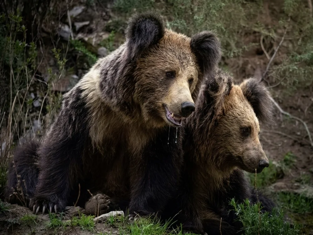 Tibetan brown bears on the high plateau