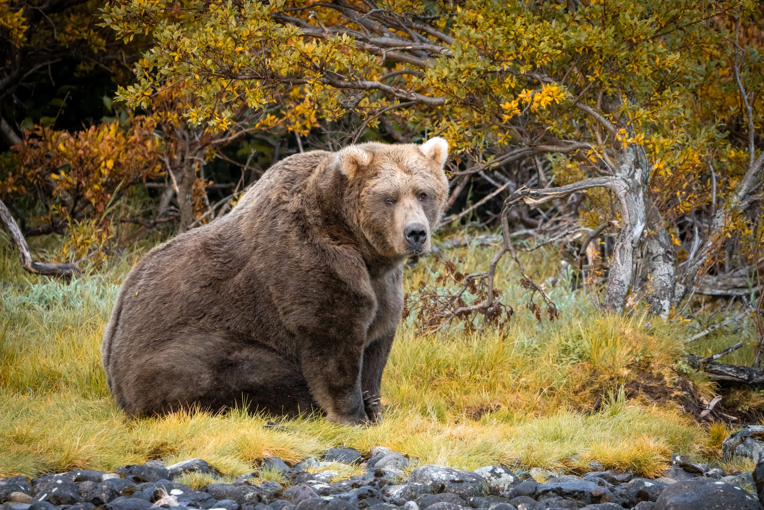 Brown bear on Alaska coastline