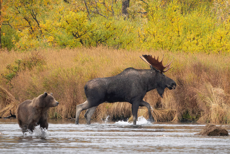 Brown bear and bull moose crossing an Alaska river in autumn