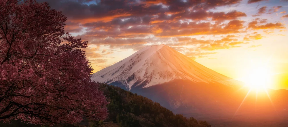 Mount Fuji at sunset with cherry blossoms