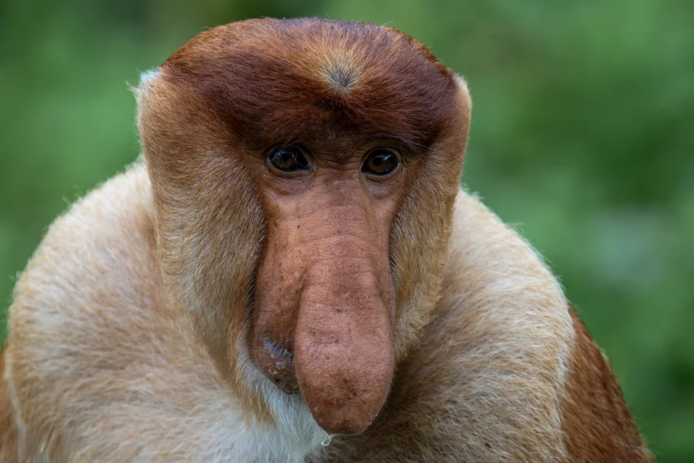 Proboscis monkey in Borneo