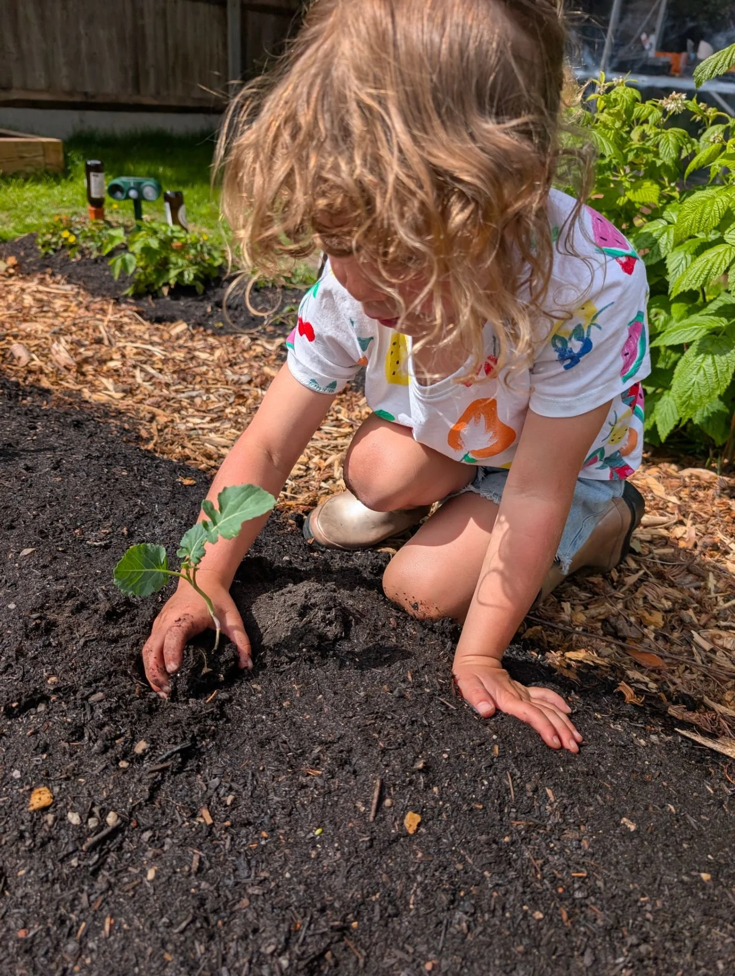 Child planting seedlings in a raised bed in the greenhouse