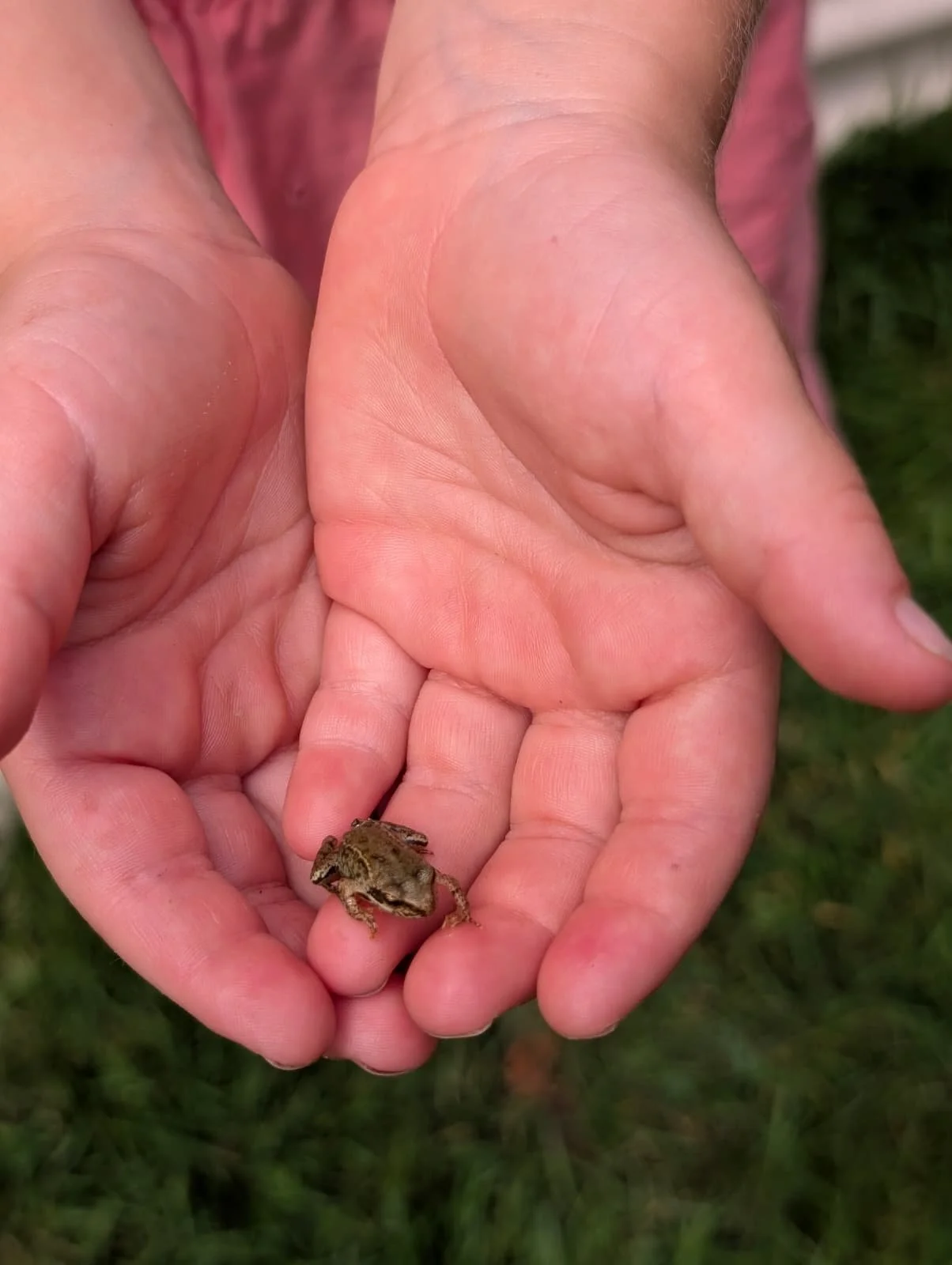 Child holding a small frog in cupped hands