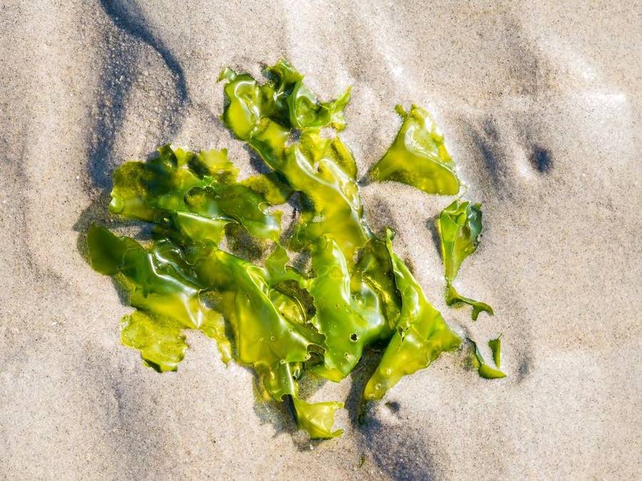 Freshly harvested Ulva seaweed