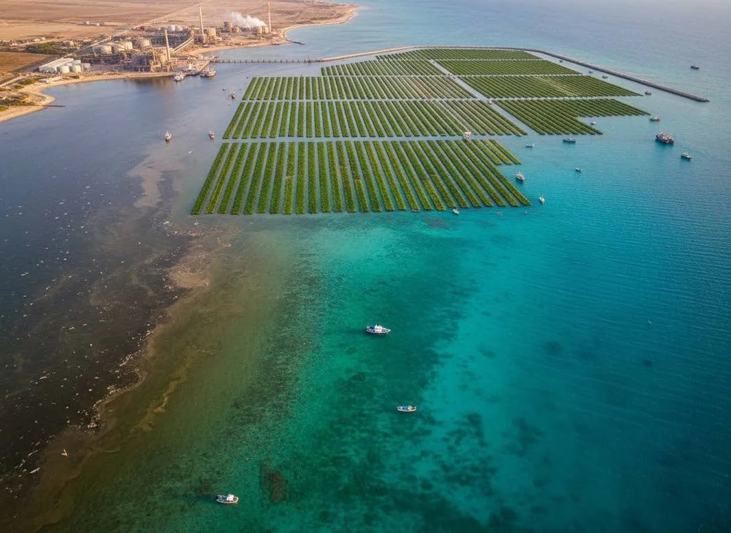 Offshore seaweed longline cultivation