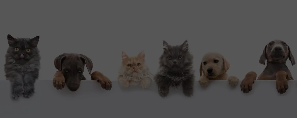 Sistema SGBR para pet shop em Indaiatuba