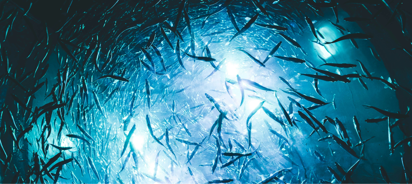 School of fish underwater, photo by Teryll KerrDouglas