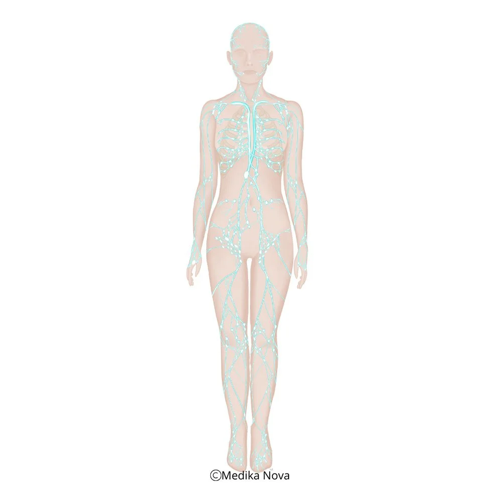 Anatomisk illustrasjon av fullfigur med lymfekar og lymfeknuter markert – lymfebehandling hos nevrorefleksolog i Sørumsand.