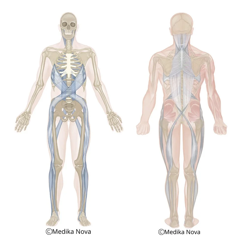 Anatomisk figur av kroppens bindevev/fascia forfra og bakfra – bindevev-grunnbehandling i nevrorefleksologi, Sørumsand.