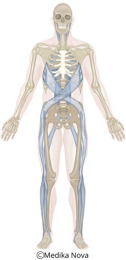 Anatomisk figur av hele kroppen med bindevev/fascia markert – bindevevsbehandling hos nevrorefleksolog i Sørumsand.