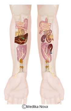 Anatomisk illustrasjon av underarm med projiserte organer som reflekspunkter – vagusbehandling hos nevrorefleksolog Sørumsand.