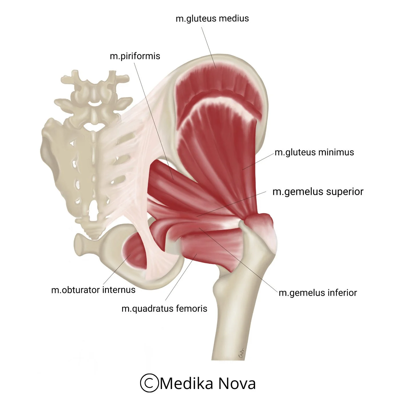 Posterior illustrasjon av bekken og setemuskler med psoas/gluteus fremhevet – psoasbehandling, nevrorefleksologi Sørumsand.