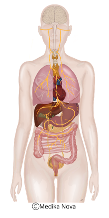 Anatomisk illustrasjon av vagusnervens løp fra hjerne til tarmsystemet – fokus for vagusbehandling, nevrorefleksolog Sørumsand.