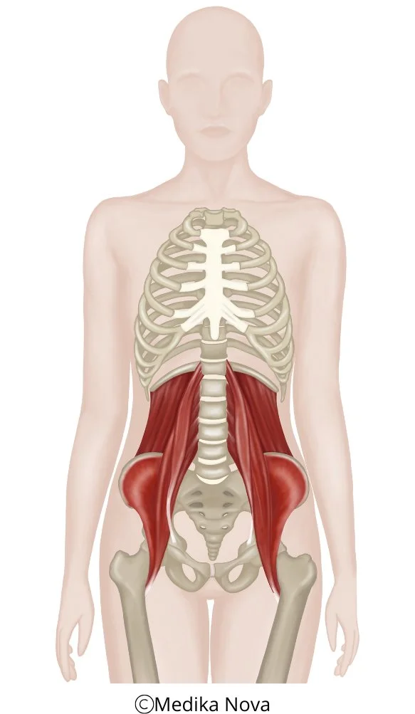 Fullfigur-illustrasjon med psoas-muskelen markert fra ryggsøyle til lår – psoasbehandling hos nevrorefleksolog Sørumsand.