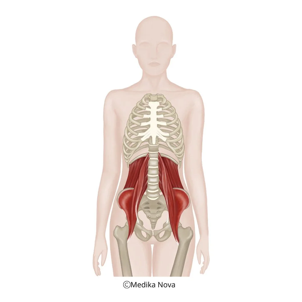 Anatomisk illustrasjon som viser psoas-muskelen markert i rødt – psoas-grunnbehandling i nevrorefleksologi, Sørumsand.