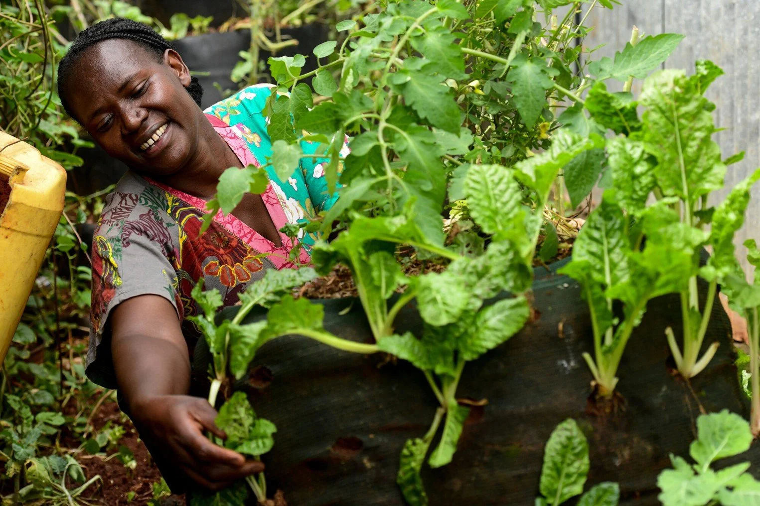 Fridah tends her small city plot, tucked away at the end of an alley by her home in Dagoretti