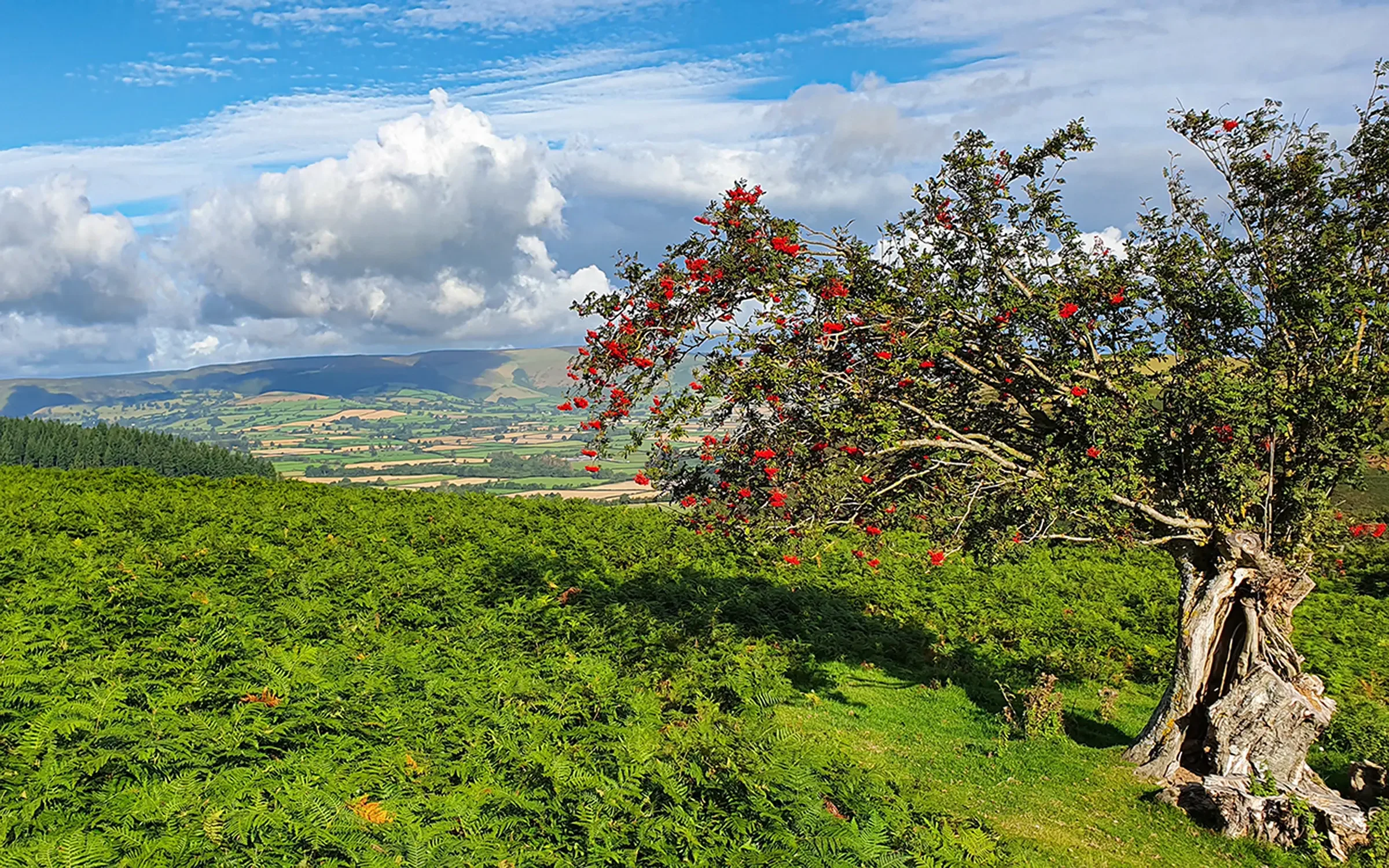 Abbey Cwmhir landscape