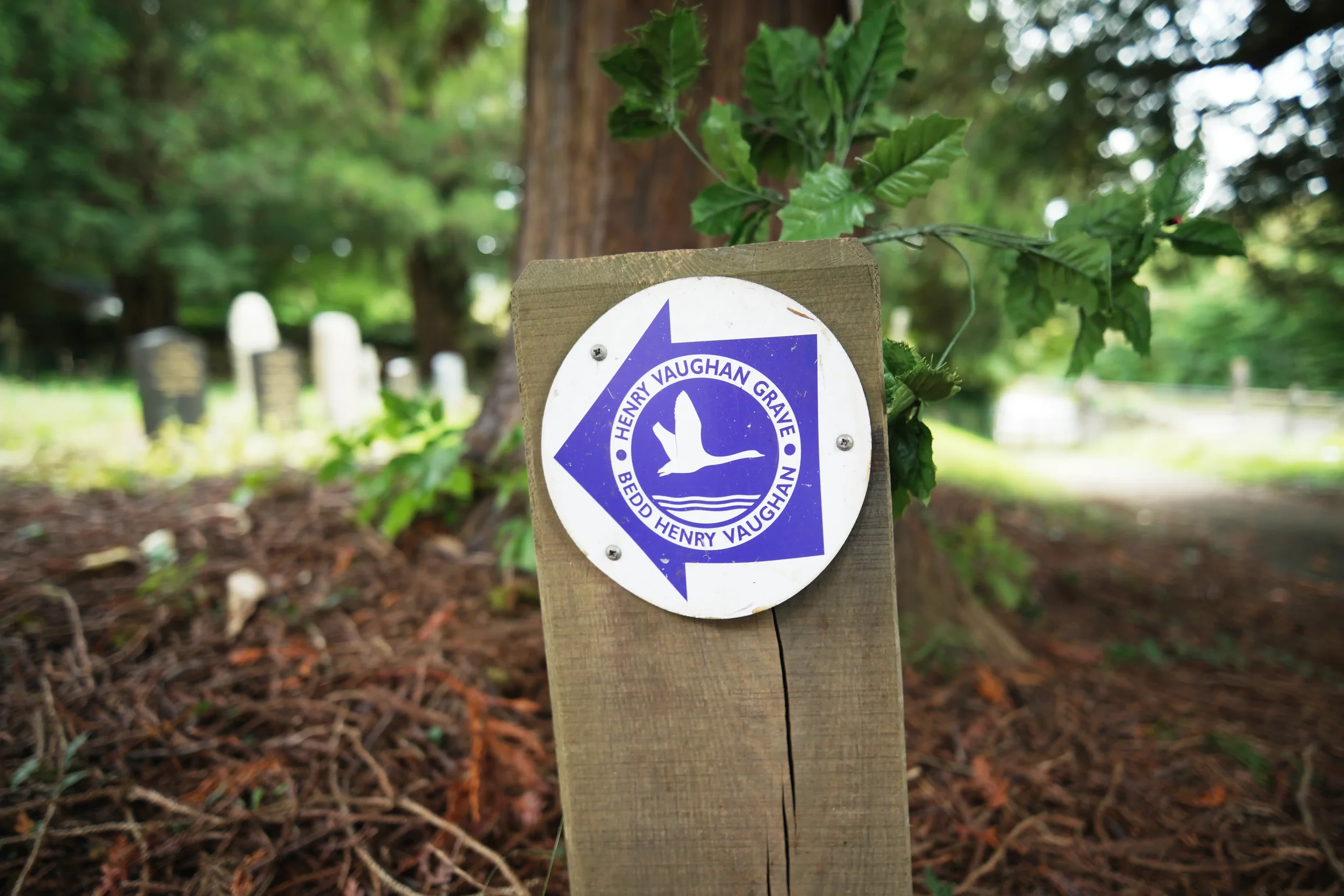 Henry Vaughan Trail landscape