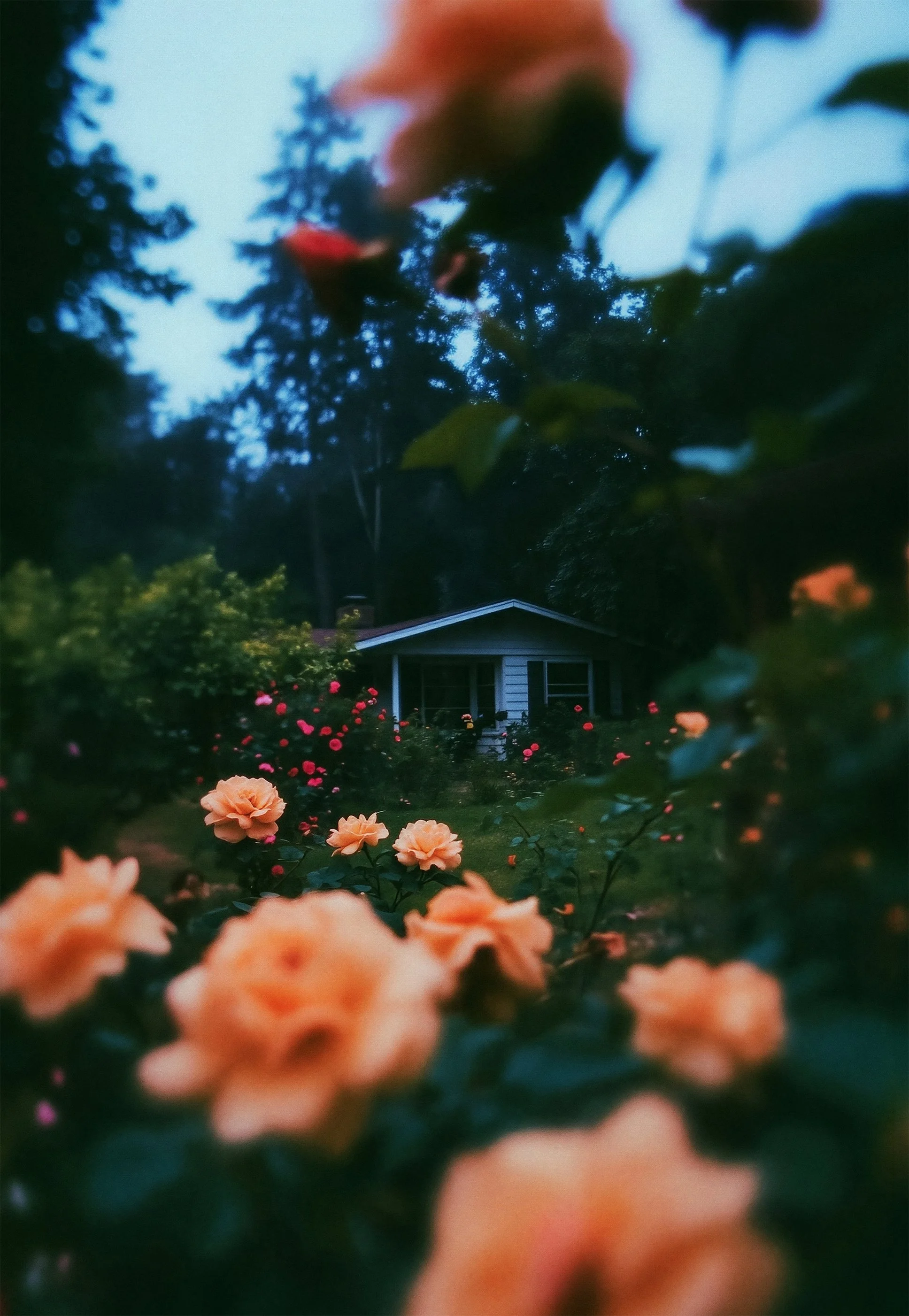Night Garden — peach roses framing a cabin beneath tall trees