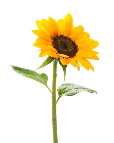 A blooming sunflower