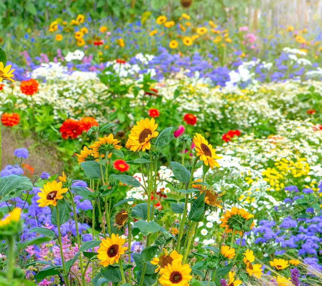 A wildflower garden full of sunflowers and blooms