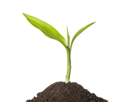 A green sprout emerging from soil
