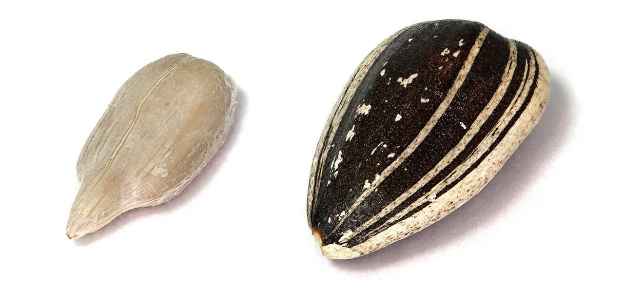 Two sunflower seeds