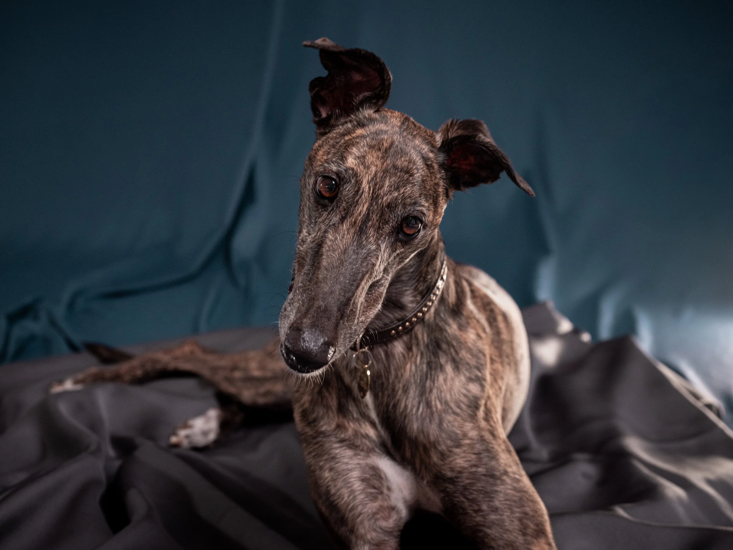 Ritratto fotografico Fine Art di un cane o di un gatto a Verona
