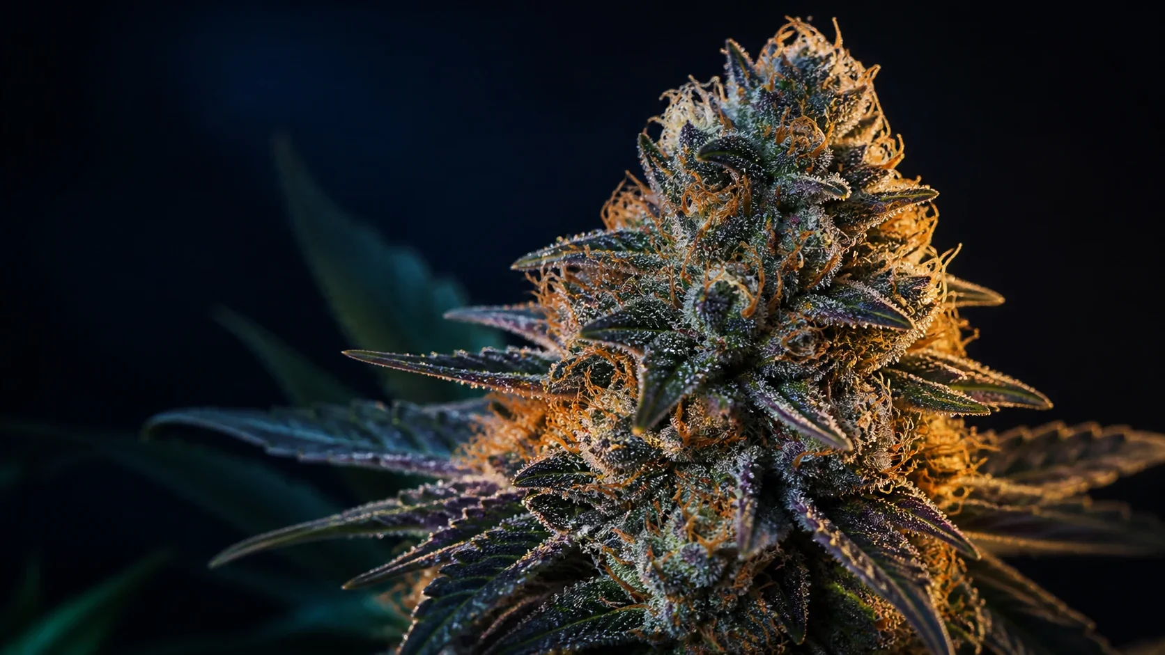 A close macro view of a resinous cannabis flower with vivid orange pistils.