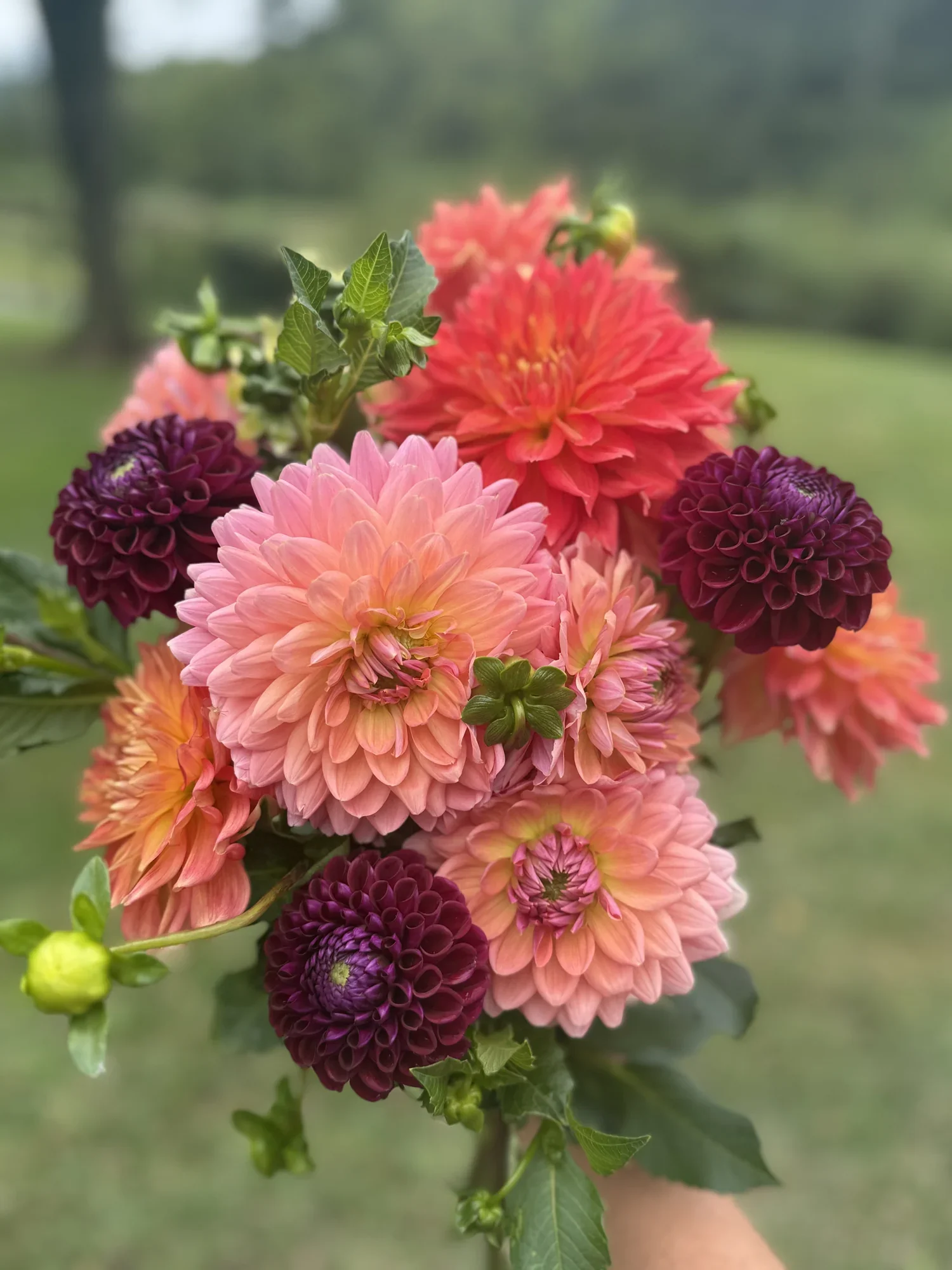A fresh bouquet of pink, coral, and burgundy dahlias at the farm