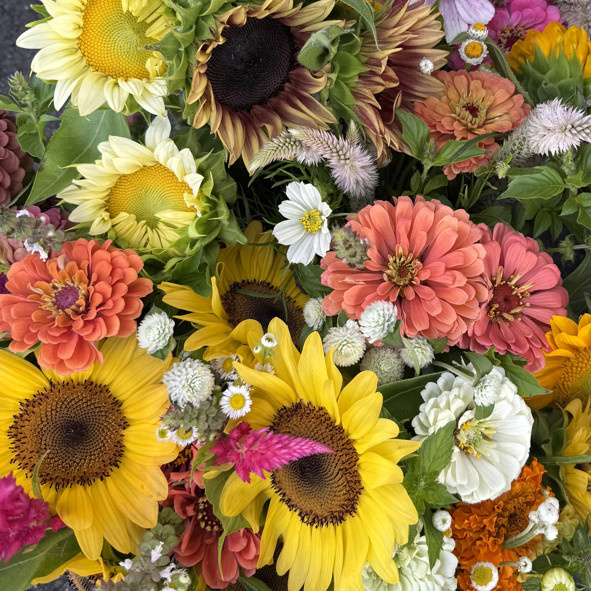 Colorful farm-grown flowers representing Muddy Mountain wholesale offerings