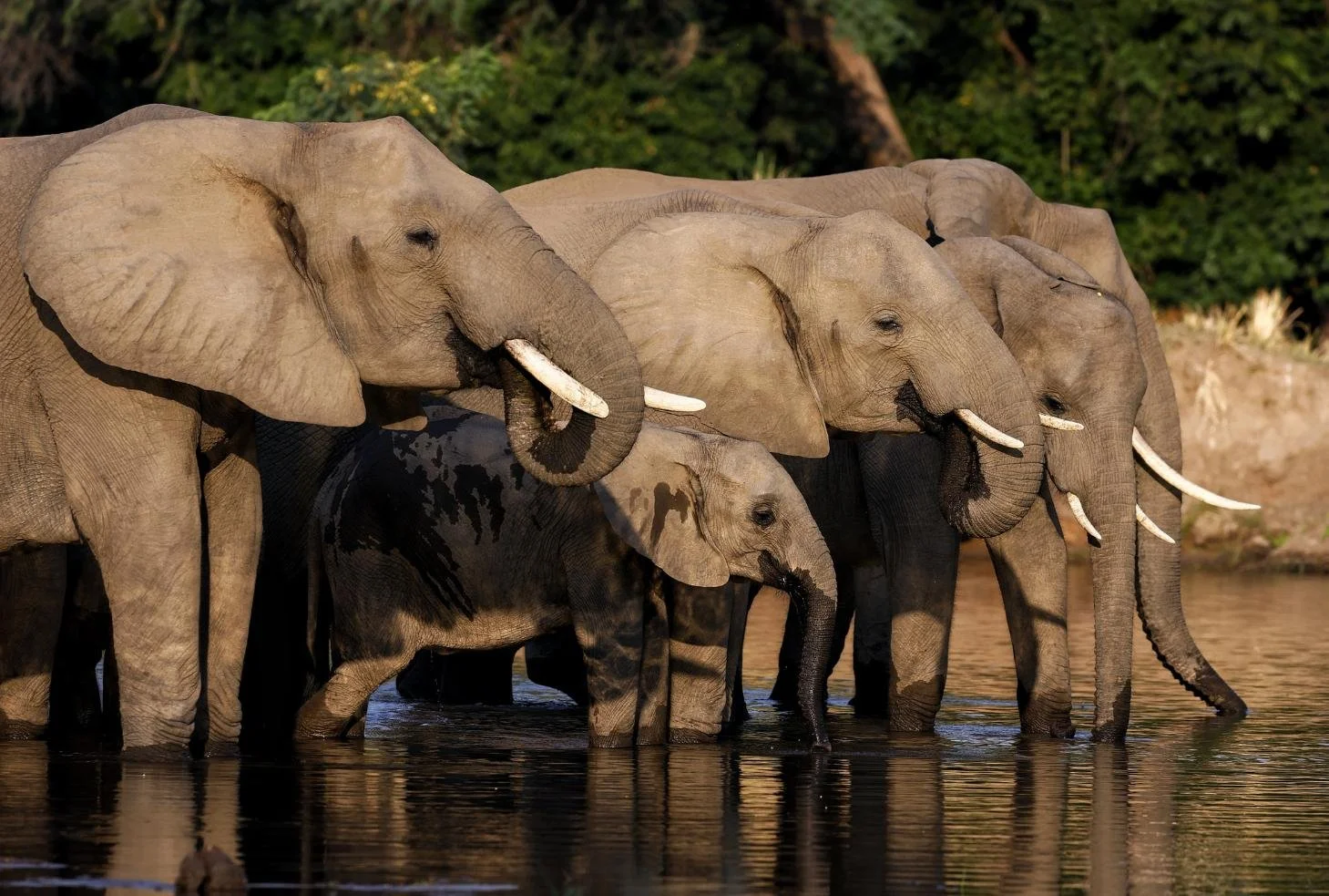 Elephant herd drinking on the Zambezi River by Lolebezi, Lower Zambezi National Park, Zambia