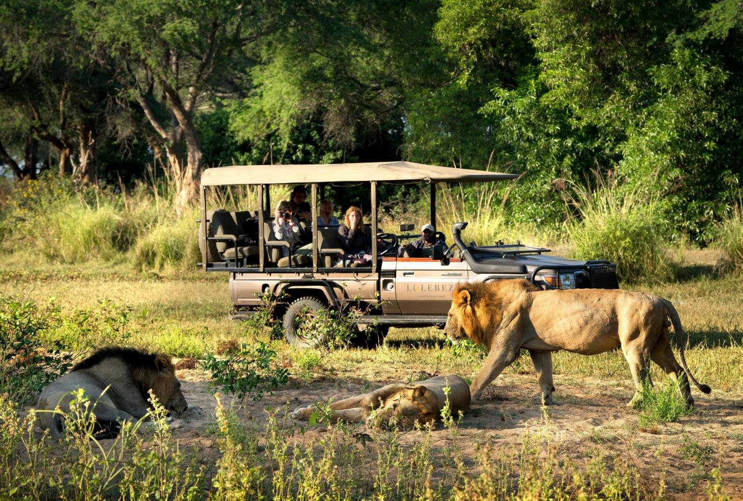 Lion sighting on game drive from Lolebezi Lodge, Lower Zambezi National Park, Zambia safari experience with expert guides, Nomara