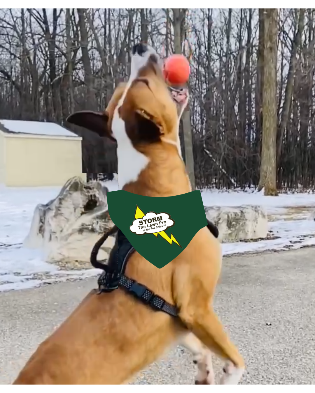 Diesel — Storm office dog