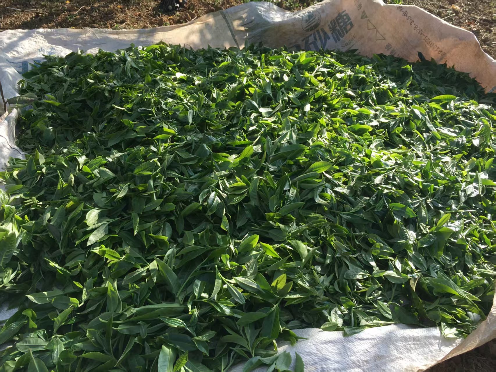 摘まれた葉の、みずみずしさ。