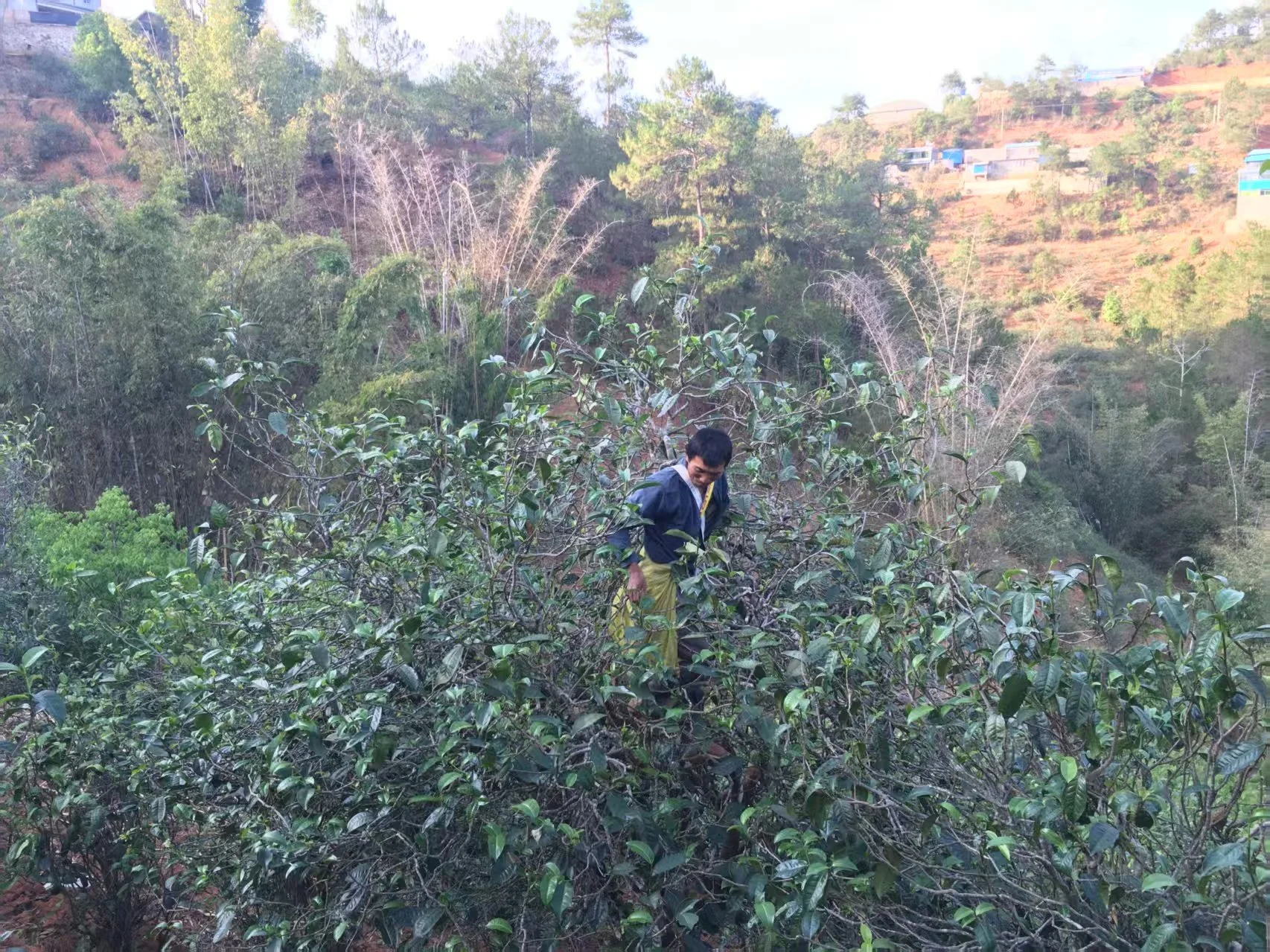 木々のあいだで、葉を摘む。