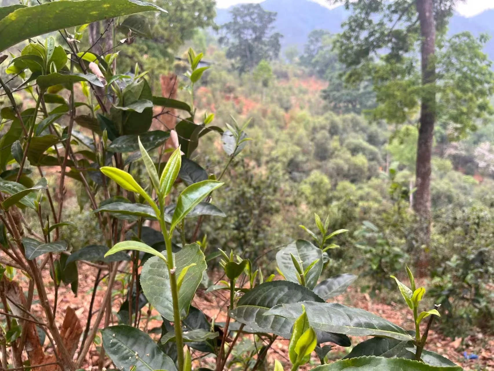 雲南の山に育つ茶の新芽