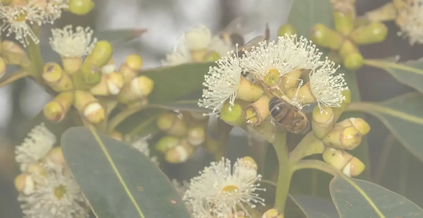 Image of a Eucalyptus branch with leaves, yellow flowers and gum nuts
