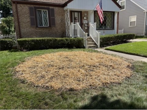 Newly seeded lawn covered with straw where a large tree stump was ground out in Clawson MI