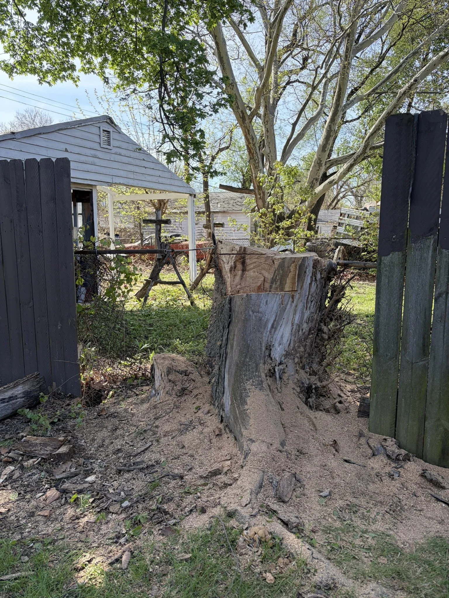 Old tree stump grown completely around a steel fence line with posts and top rail embedded in the trunk