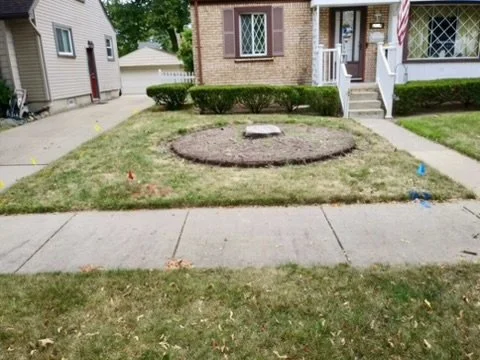 Large 42 inch tree stump in a Clawson MI front lawn with utility locate flags marked before stump grinding